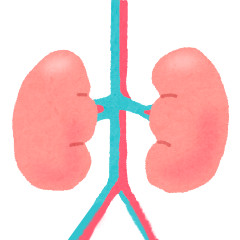 腎臓の働き～透析療法とは？