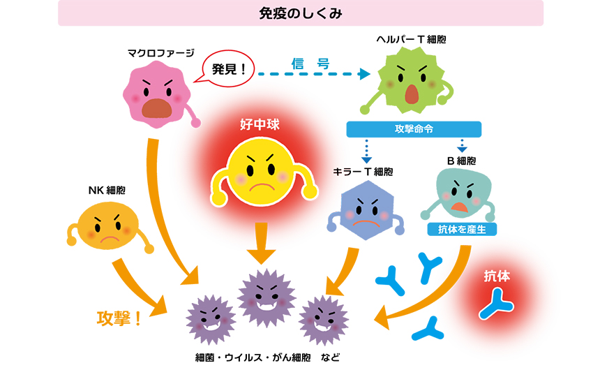 免疫のしくみ