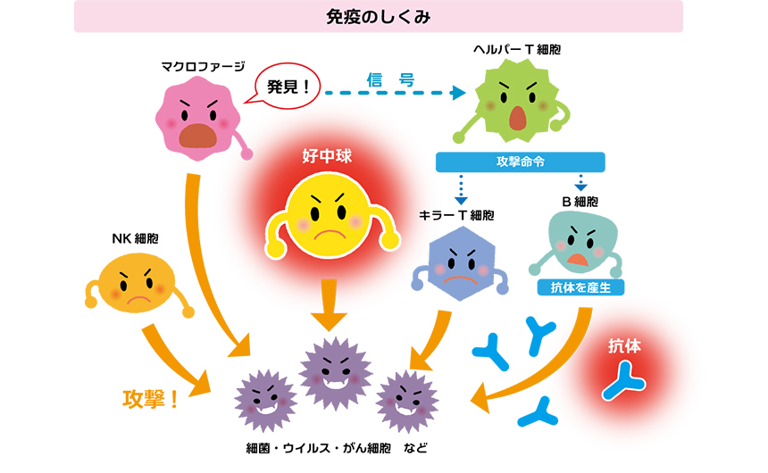 免疫のしくみ