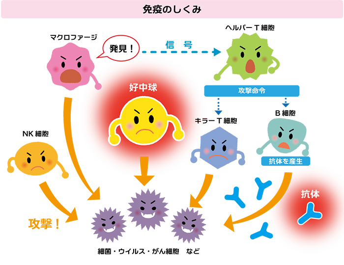 免疫のしくみ