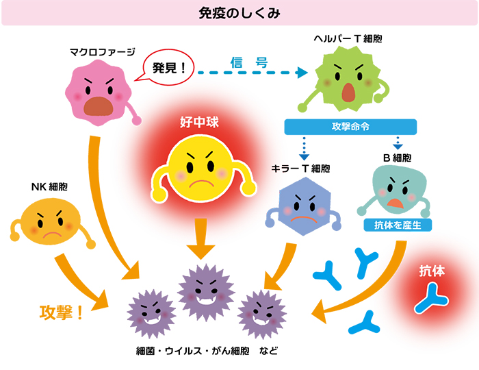 免疫のしくみ