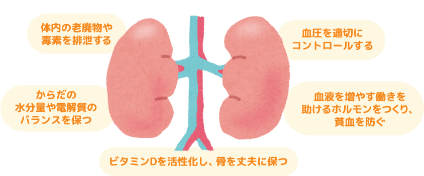 腎臓の働き 体内の老廃物や毒素を排泄する・からだの水分量や電解質のバランスを保つ・血圧を適切にコントロールする・ビタミンDを活性化し、骨を丈夫に保つ・血液を増やす働きを助けるホルモンをつくり、貧血を防ぐ