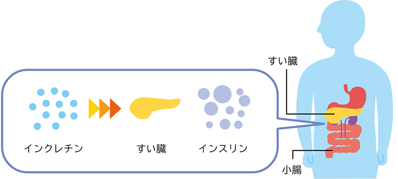 1.インクレチンとは