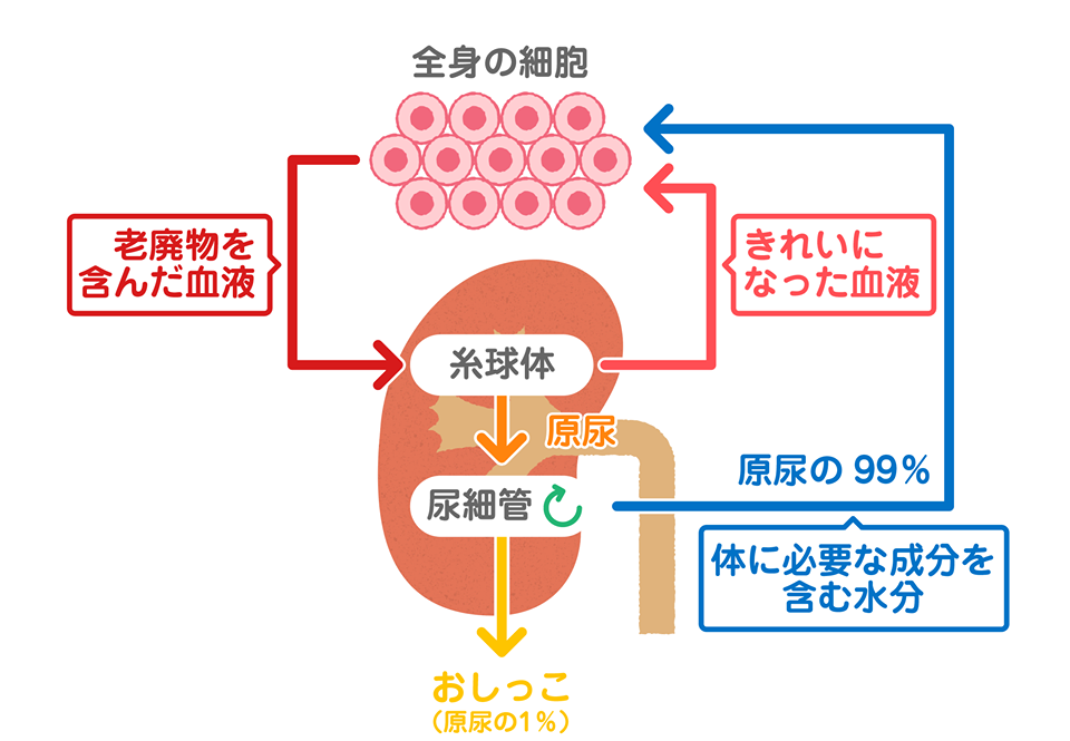 おしっこについて知っていますか 笑顔でスッキリ おしっこ 新 ライフ