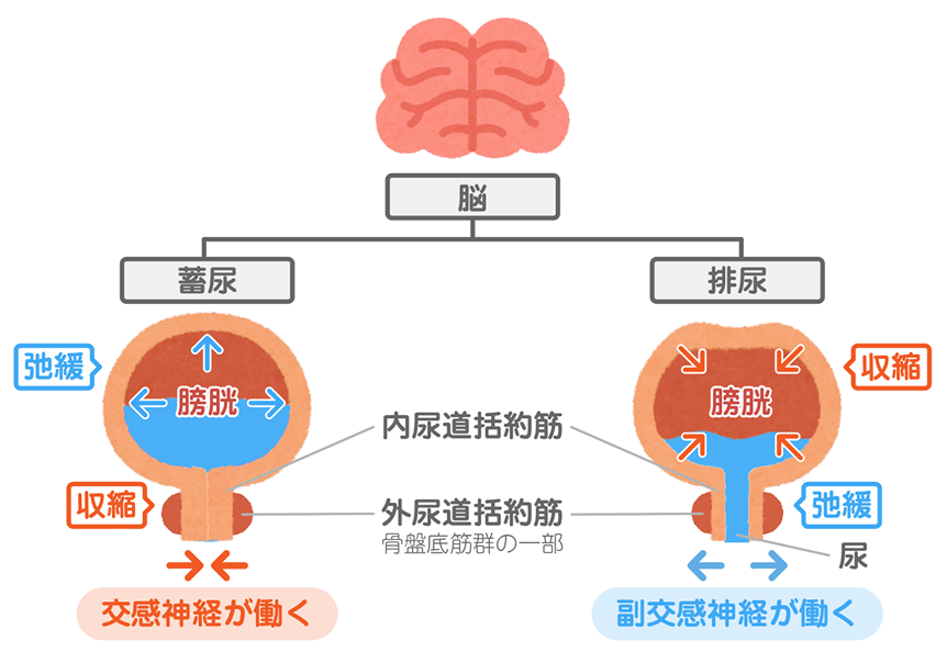 括約筋 内 尿道