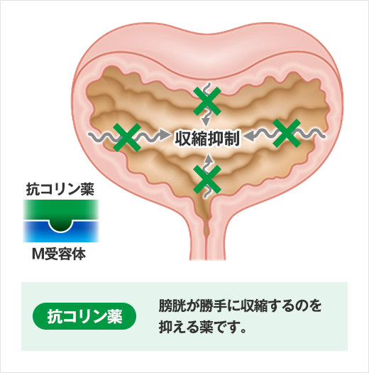 活動 薬 過 膀胱